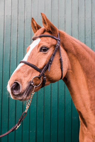 Another CSI5* win to Bertram and Quiet Easy 